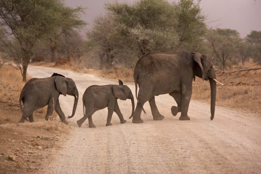 2-Day Zulu Safari Adventure from Durban