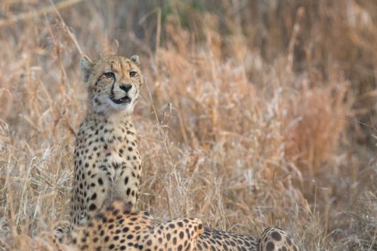 Full Day Safari from Durban in Exclusive Private Game Reserve